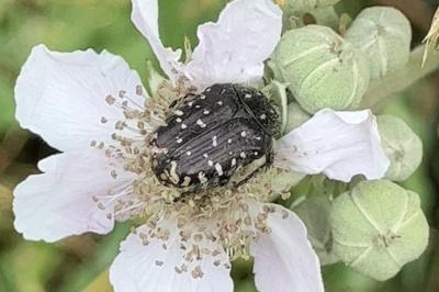<i>Oxythyrea funesta</i>