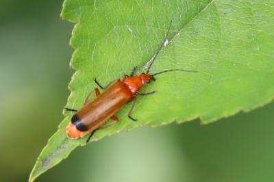 <i>Rhagonycha fulva</i>