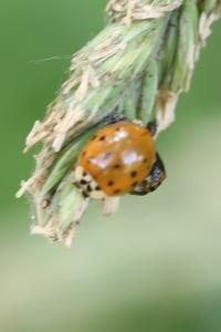 <i>Harmonia axyridis</i>