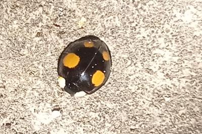<i>Harmonia axyridis</i>