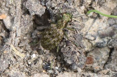 <i>Elaphrus riparius</i>