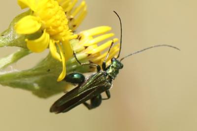 <i>Oedemera nobilis</i>