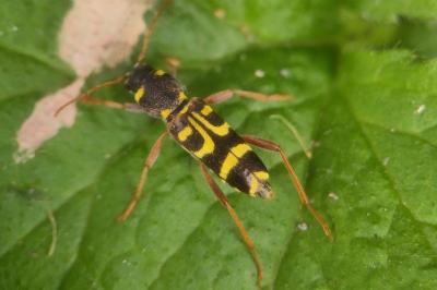 <i>Xylotrechus arvicola</i>