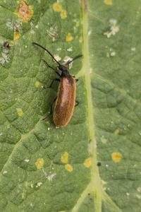 <i>Lagria hirta</i>