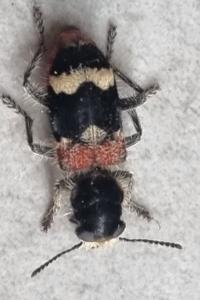 <i>Clerus mutillarius</i>