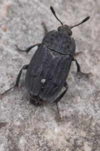 <i>Thanatophilus sinuatus</i>