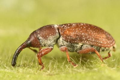 <i>Magdalis rufa</i>