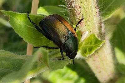 <i>Anomala dubia</i>