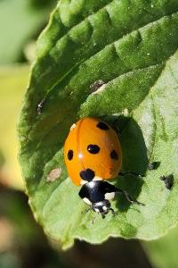 <i>Coccinella septempunctata</i>