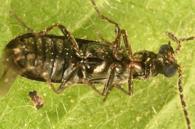 <i>Dasytes plumbeus</i>