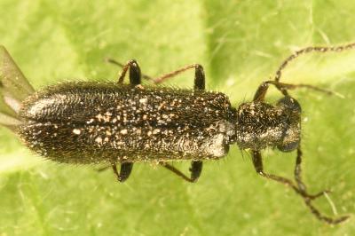 <i>Dasytes plumbeus</i>