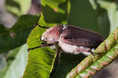 <i>Anoxia villosa</i>