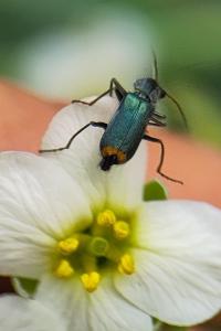 <i>Clanoptilus elegans</i>