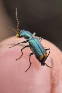 <i>Clanoptilus elegans</i>