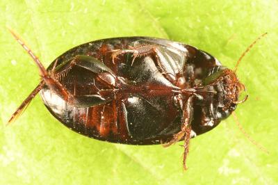 <i>Agabus bipustulatus</i>