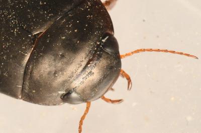 <i>Agabus bipustulatus</i>