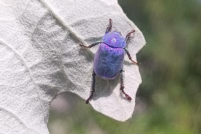 <i>Hoplia coerulea</i>