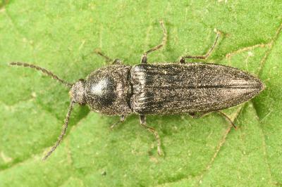 <i>Cidnopus pilosus</i>