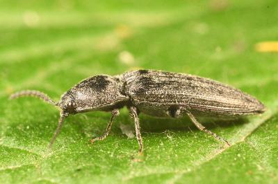 <i>Cidnopus pilosus</i>