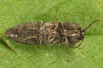<i>Cidnopus pilosus</i>