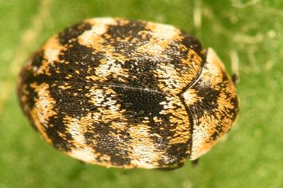<i>Anthrenus verbasci</i>