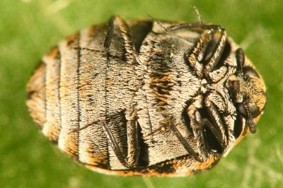 <i>Anthrenus verbasci</i>