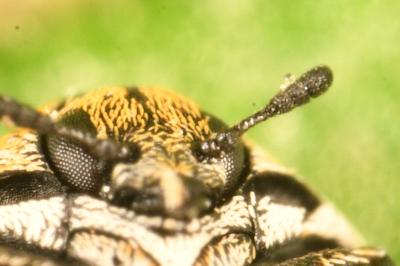 <i>Anthrenus verbasci</i>