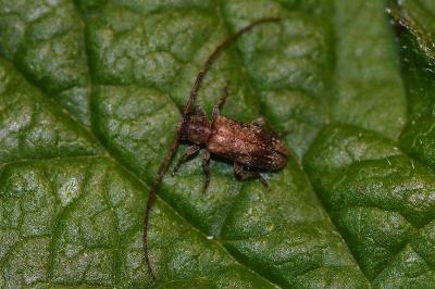 <i>Exocentrus adspersus</i>