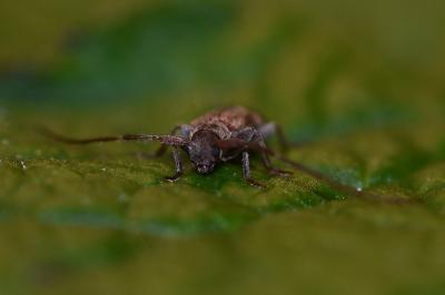 <i>Exocentrus adspersus</i>