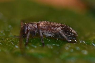 <i>Exocentrus adspersus</i>