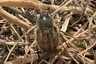 <i>Anisoplia villosa</i>