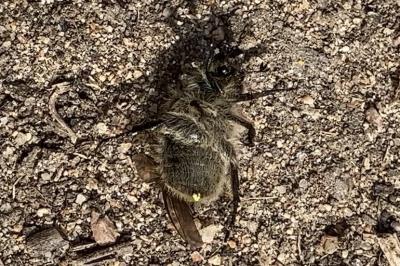 <i>Anisoplia villosa</i>