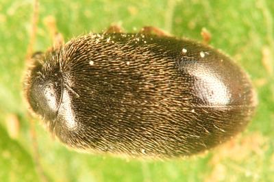 Contacyphon coarctatus