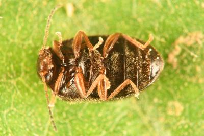 <i>Contacyphon coarctatus</i>
