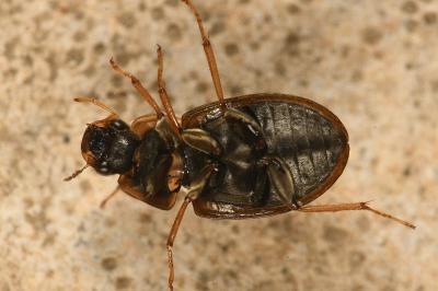 <i>Helochares lividus</i>