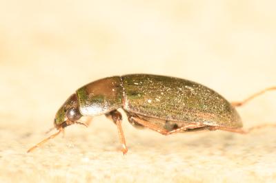 Helochares lividus
