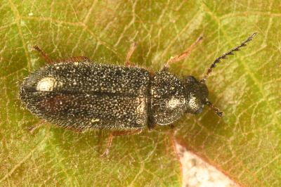 <i>Aplocnemus virens</i>