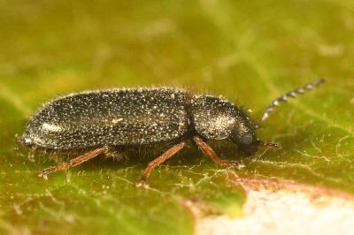 <i>Aplocnemus virens</i>