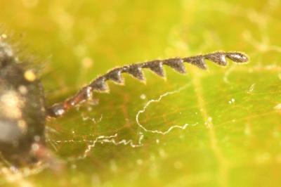 <i>Aplocnemus virens</i>