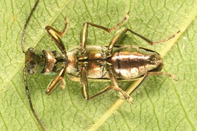 <i>Chrysanthia viridissima</i>