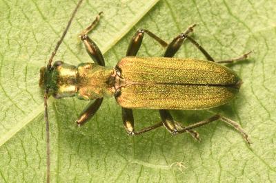 <i>Chrysanthia viridissima</i>