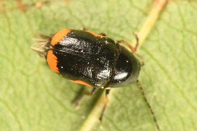 <i>Cryptocephalus moraei</i>