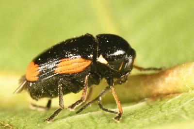 <i>Cryptocephalus moraei</i>