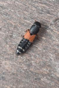 <i>Platydracus</i>