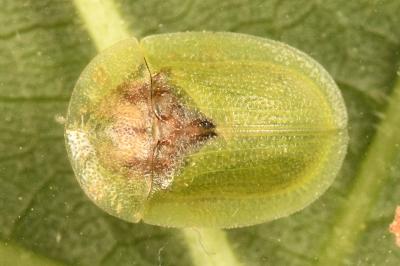 <i>Cassida rubiginosa</i>