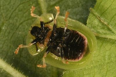 <i>Cassida rubiginosa</i>