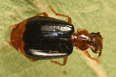 <i>Lebia marginata</i>
