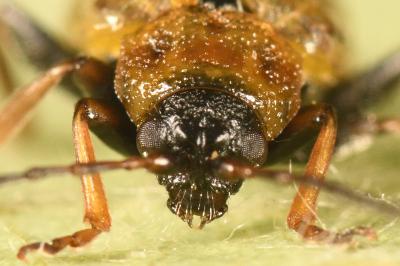 <i>Lochmaea suturalis</i>