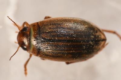 <i>Hygrotus impressopunctatus</i>