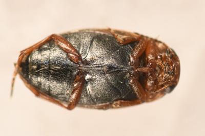<i>Hydroporus palustris</i>
